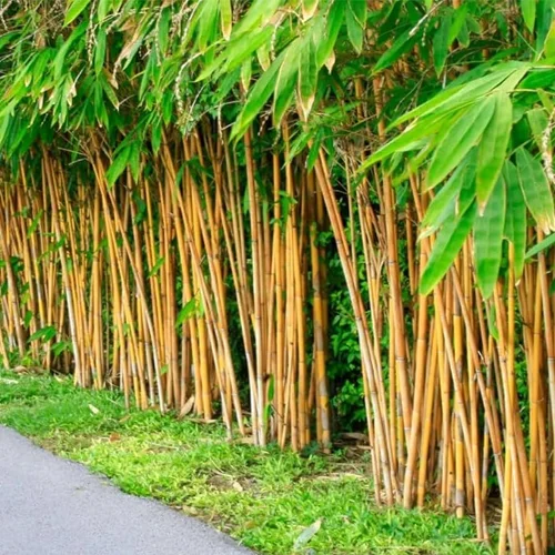 Golden Bamboo